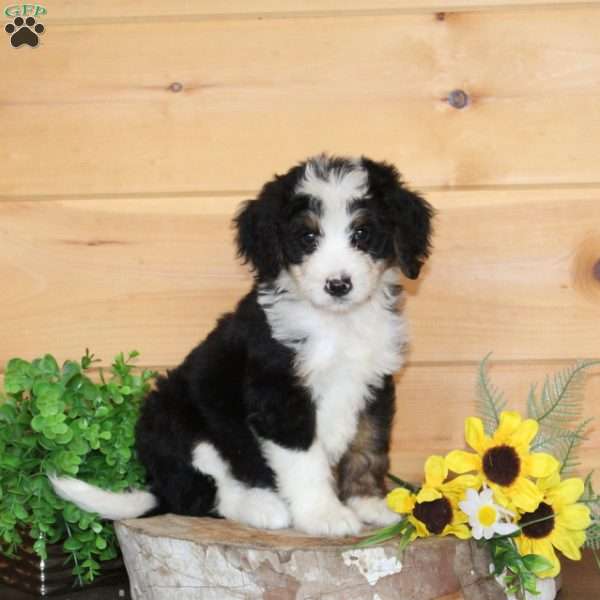 Dahlia, Bernedoodle Puppy